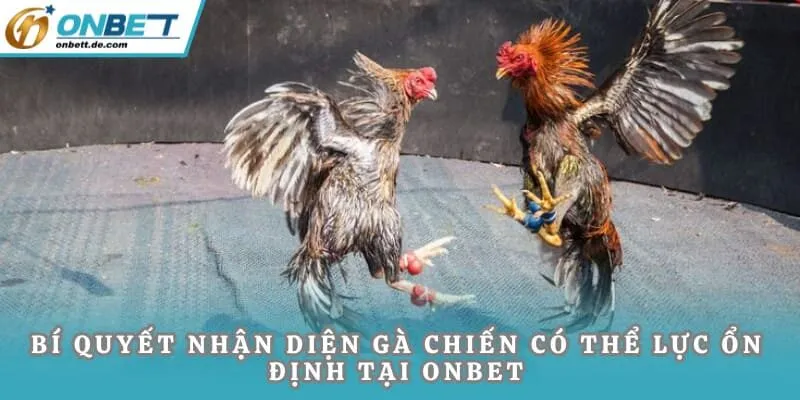 Bí quyết nhận diện gà chiến có thể lực ổn định tại Onbet