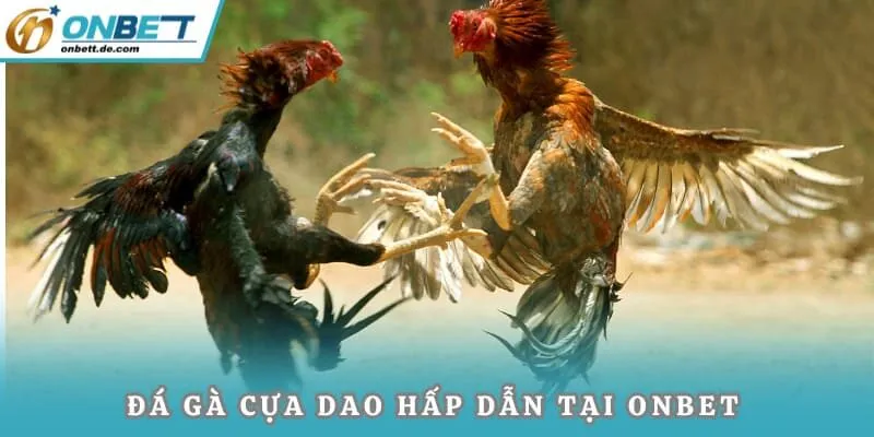 Đá gà cựa dao