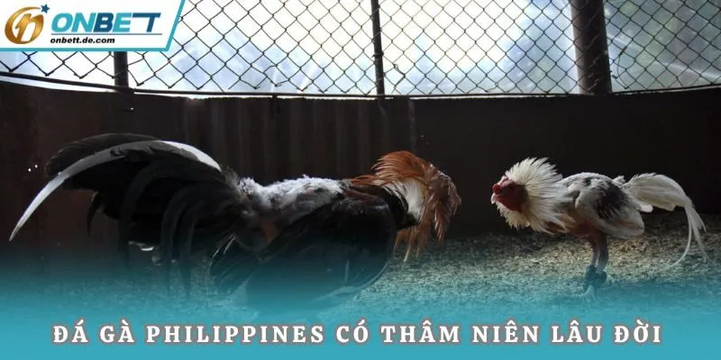 Đá gà Philippines có thâm niên lâu đời