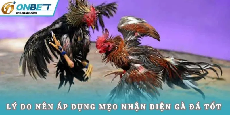 Lý do nên áp dụng mẹo nhận diện gà đá tốt