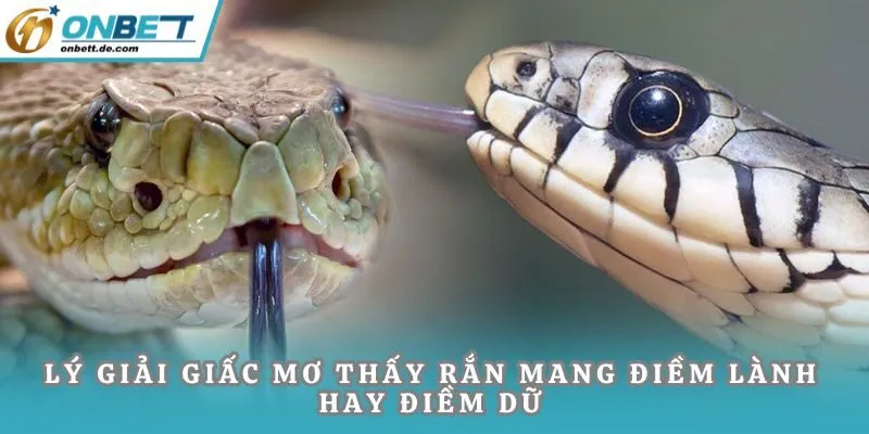 Lý giải giấc mơ thấy rắn mang điềm lành hay điềm dữ