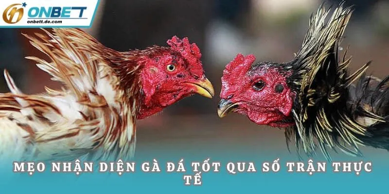 Mẹo nhận diện gà đá tốt qua số trận thực tế