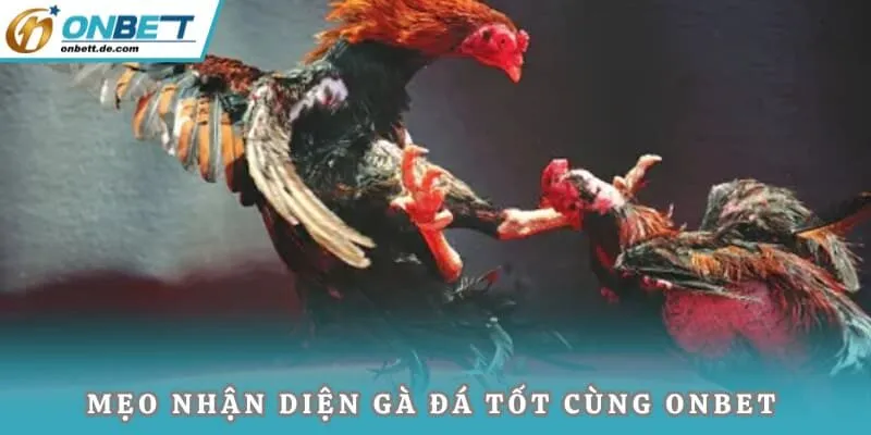 Mẹo nhận diện gà đá tốt