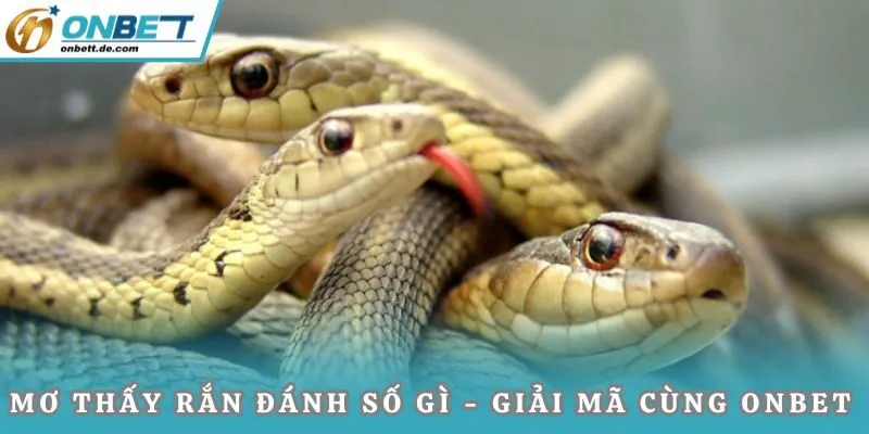 Mơ thấy rắn đánh số gì