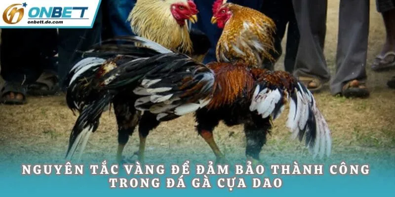 Nguyên tắc vàng để đảm bảo thành công trong đá gà cựa dao