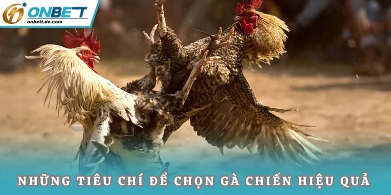 Những tiêu chí để chọn gà chiến hiệu quả